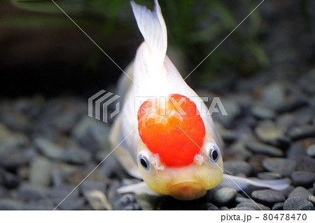 金魚 タンチョウ 丹頂 魚の写真素材