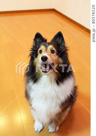 【渡辺様ご予約品】シェットランドシープドッグ（お座りポーズ） 動物 犬 シェットランドシープドッグ お座りの写真素材 - PIXTA