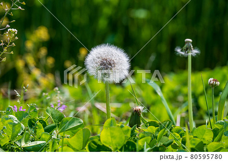 植物 雑草 綿毛 白い綿毛の写真素材