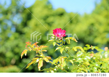 花 ドルトムント 赤色 植物の写真素材 花 ドルトムント 赤色 植物の写真素材