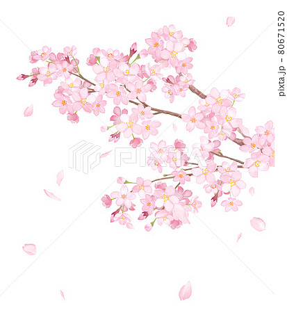 桜の花 花びら のpng素材集 ピクスタ