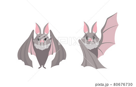 Bat Vectors - PIXTA