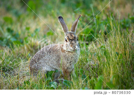 うさぎ 緑 草むら 耳の写真素材