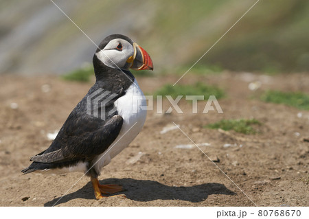 鳥 赤い嘴 赤いくちばし 赤いクチバシの写真素材