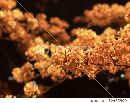 綺麗 かっこいい 夜桜 さくらの写真素材