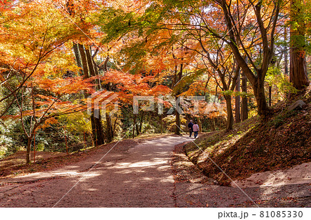 赤い枝 木 葉の写真素材