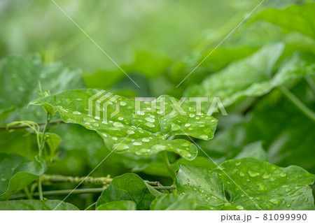 カラスウリ 葉の写真素材