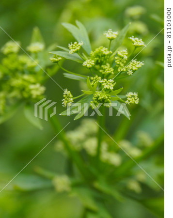 セロリの花の写真素材