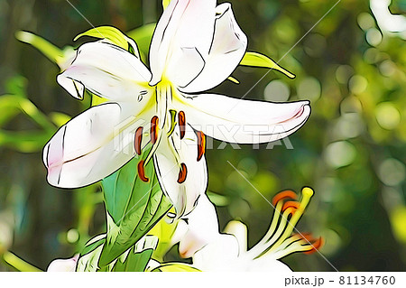 カサブランカ 花のイラスト素材