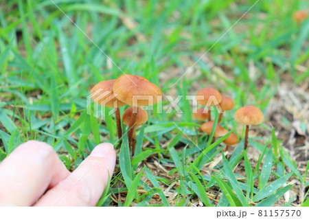 シバフタケ 茶色 きのこ キノコの写真素材