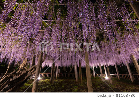 藤の花 藤棚 花 夜の写真素材