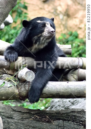 メガネグマ 木登り 熊 メガネクマの写真素材