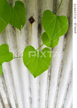 ハートアイビーの写真素材