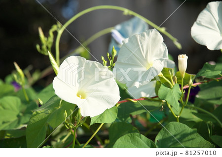 花言葉 平静の写真素材