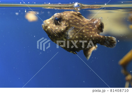 ふぐ かわいいの写真素材