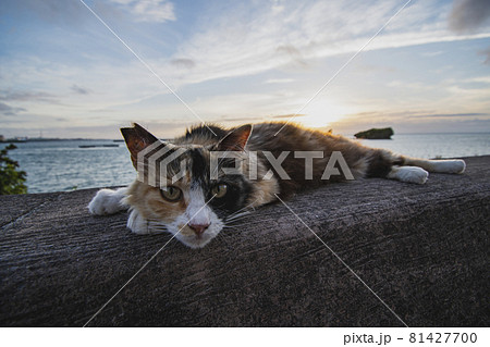沖縄の猫の写真素材 - PIXTA