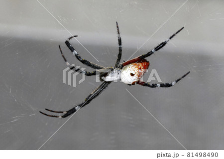 涼蜘蛛の写真素材