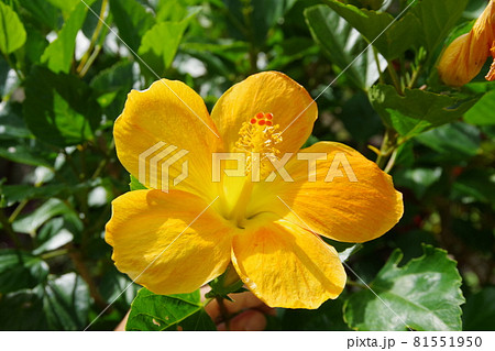 沖縄の街路樹の写真素材