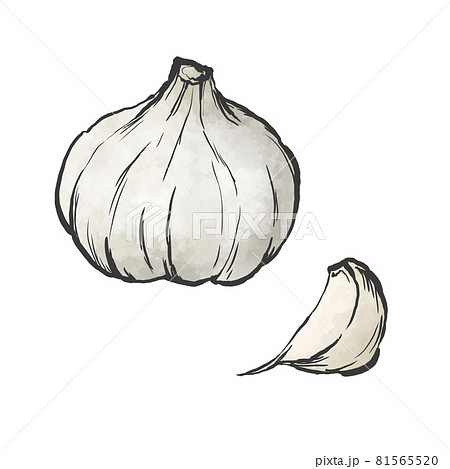 にんにくのイラスト素材集 ピクスタ