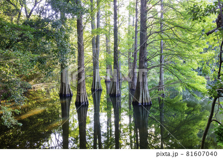 篠栗 篠栗九大の森 九大の森 水辺の森の写真素材 - PIXTA