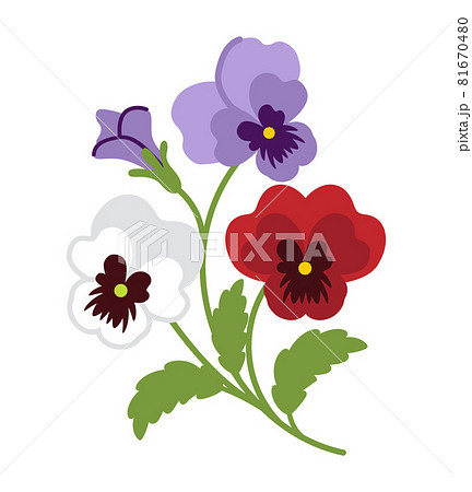 パンジーのイラスト素材