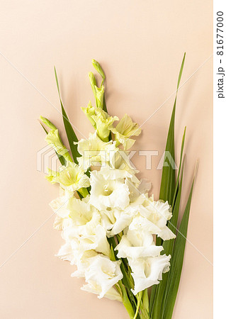 グラジオラス 花束の写真素材