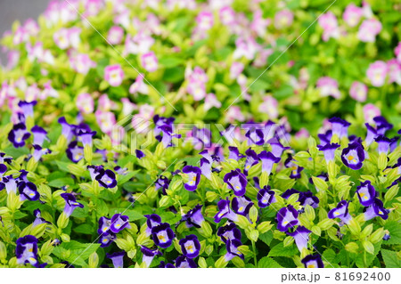 花 トレニア 夏スミレ 植物の写真素材