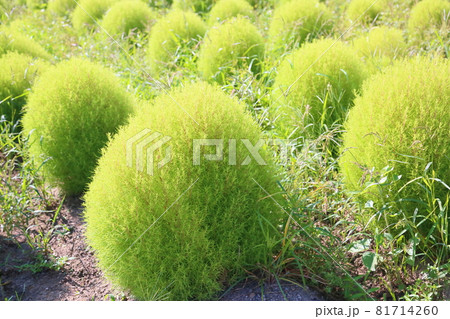 ほうきぎの写真素材