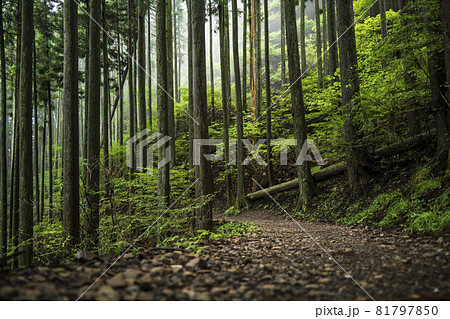 木 光 雨 緑 樹林の写真素材