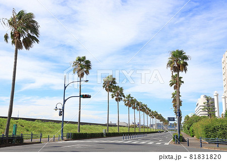 海岸道路のヤシ並木の写真素材 Pixta