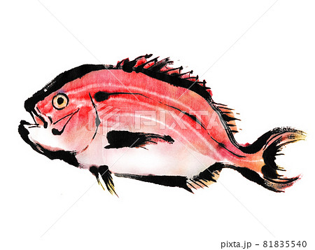 鯛 水彩 魚 タイのイラスト素材 - PIXTA