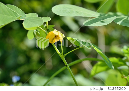 ケツメイシ 植物 マメ科 葉の写真素材