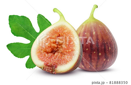 無花果のイラスト素材