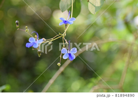 花 ブルーエルフィン 植物 クマツヅラ科の写真素材