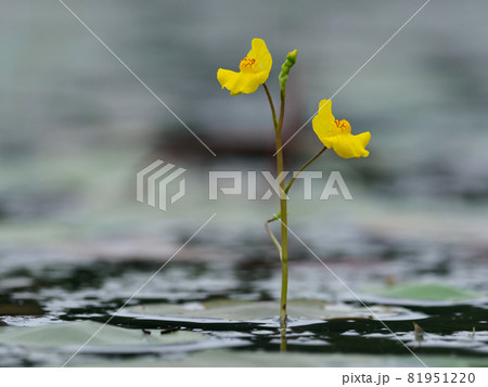 根無し草