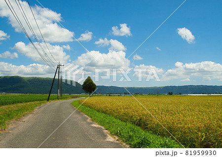 農道 畦道 あぜみち あぜ道の写真素材 - PIXTA