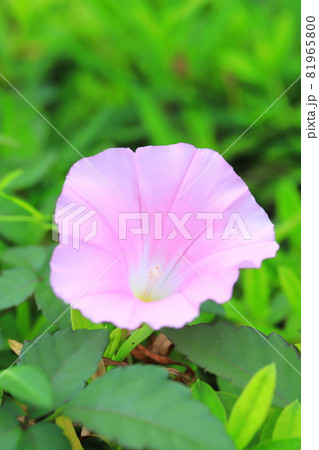 朝顔に似た花の写真素材