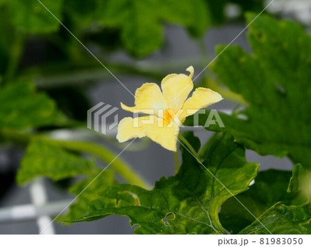 ツルレイシ 花 植物 雄しべの写真素材