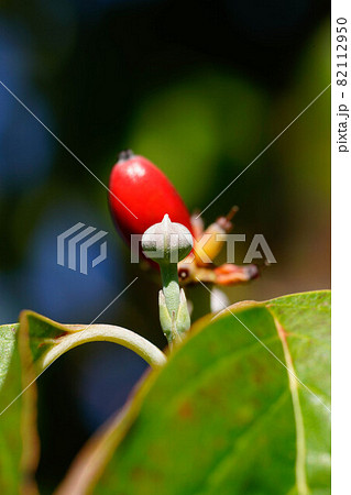 ハナミズキ 花芽 ハナミズキの花芽 花水木の花芽の写真素材