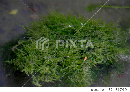 ウィローモス 水槽の写真素材