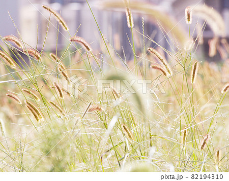 猫じゃらし草の写真素材