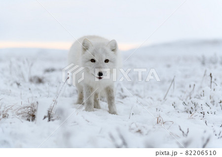 ツンドラ気候の写真素材