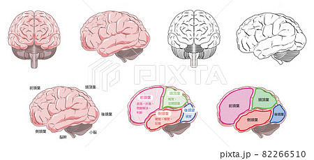 脳のイラスト素材集 ピクスタ