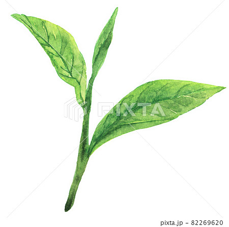 お茶の葉のイラスト素材