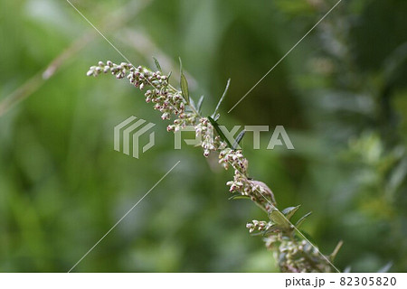 ヨモギの花 ヨモギ 花 蓬の花の写真素材