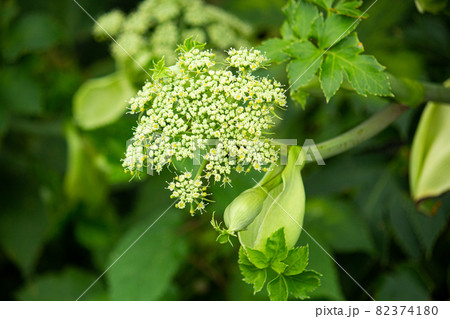植物 アシタバ 明日葉 花の写真素材