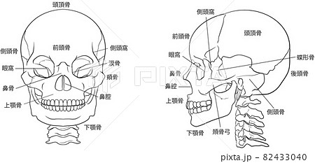 頭骸骨のイラスト素材