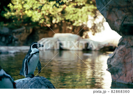 ファーストペンギンの写真素材