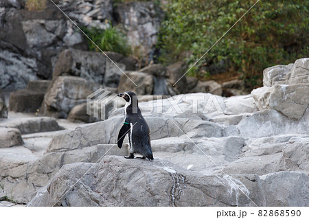 ファーストペンギンの写真素材