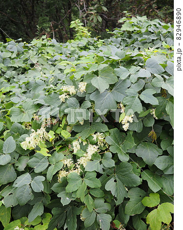 葛の葉 植物 クズの葉の写真素材